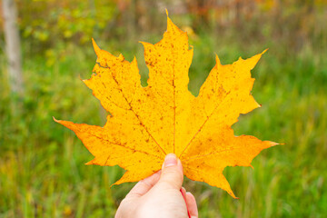 Woman hand holding yellow maple leave