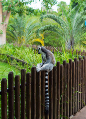 Lemur sitting on a fence. 
Chilling Lemur. Queensland. Australia
