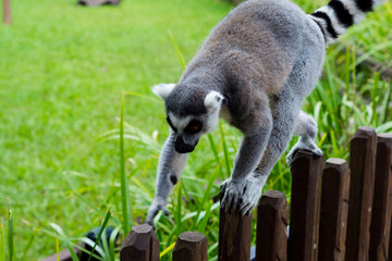 Lemur walking on a fence. 
Chilling Lemur. Queensland. Australia