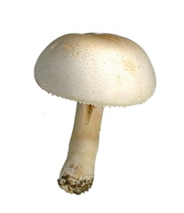 Agaricus arvensis commonly known as the horse mushroom. 