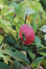 A close up of a fruit hanging from a tree