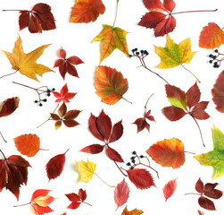 Fototapeta na wymiar Autumn leaves pattern isolated on white background. Autumn, fall, thanksgiving day concept. Flat lay, top view, 