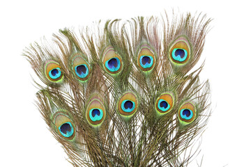 Obraz premium Peacock feathers isolated on white background