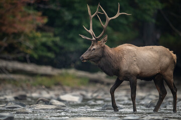 Bull Elk Crossing a Creek 