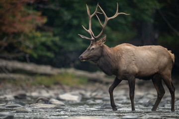 Obraz premium Bull Elk Crossing a Creek 