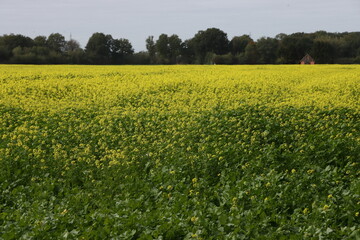 Obraz premium gelber Raps