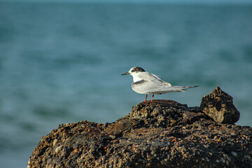 Seagull resting