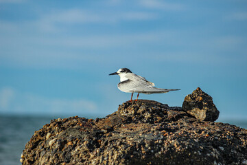 Bird perched on the sea