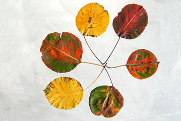 Autumn colored pear leaves lie in the form of a circle leg to leg from the center