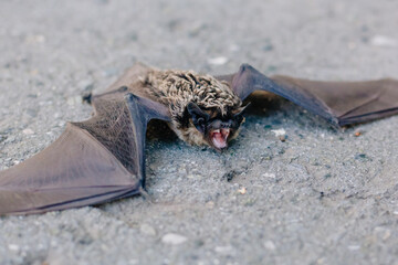 The bat lies on the asphalt. A mouse with black wings fell to the ground. Carrier of the disease....
