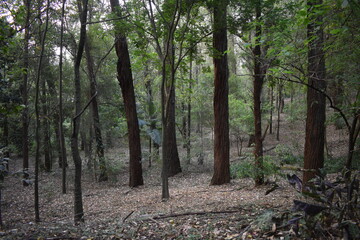 brasilian park - park Aclimação - São Paulo - Brasil
