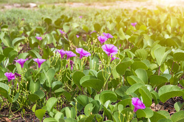 Beautiful morning glory flower on beach, colorful flowers beside the sea