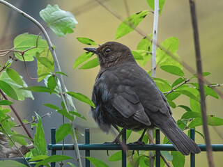 Amsel auf dem Gartenzaun