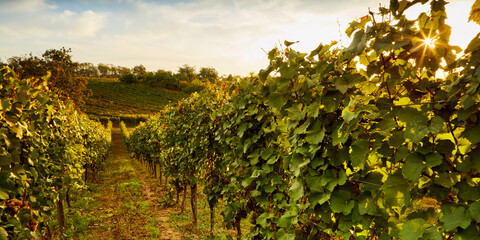 Fototapeta na wymiar Autumn rows of vineyards at sunset