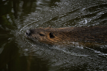 Wild muskrat National Park France 