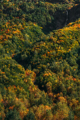 Obraz premium Colorful autumn forest, vertical view. Mountain forest in autumn. Colorful mountains in autumn. Screen saver for your smartphone. Copy space