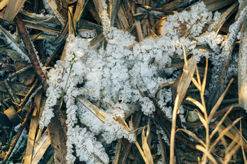 Frozen icy dry grass in the snow close up