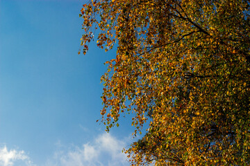 Orange yellow discolored leaves on the branches of birch trees in the autumn season against a blue sky. Peaceful nature.