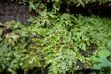 green leaves with grass forest flora
