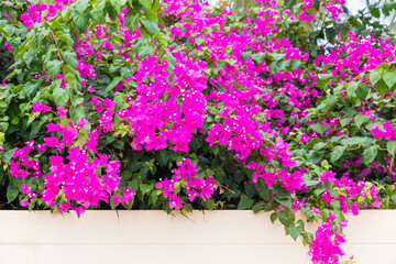 colorful bougainvillea flower (tropical flowers).Flower field beautiful in the gardening of background