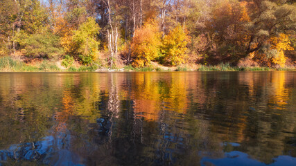Fototapeta premium Autumn river landscape with water surface and yellow trees.