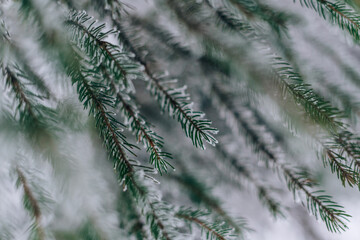 Frozen in frost and snow spruce branch