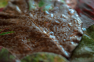 Multicolored autumn leaves close up in water droplets