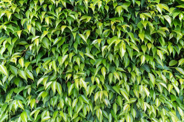green leaves background
