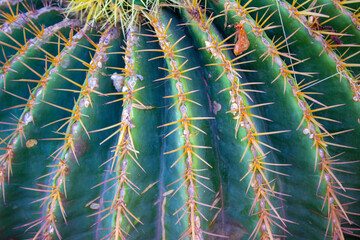 Green cactus with orange needles