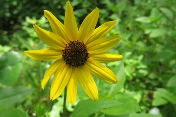 Beautiful yellow helianthus flower in Florida nature, closeup