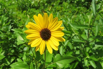 Yellow beach sunflower in Florida nature, closeup