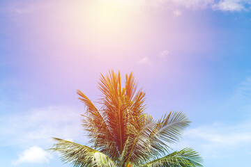 coconut tree on blue sky. vintage filter