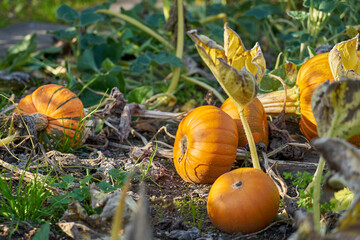 Pumpkins on the ground. Halloween mood. Autumn concept.
