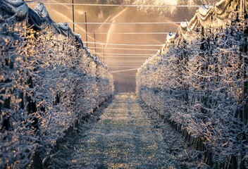 Frostberegnung