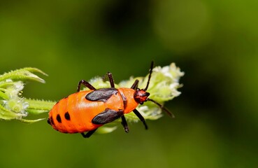 Milkweed Bug nymph macro (Oncopeltus fasciatus) in a patch of ground cover during a warm afternoon in Houston, TX.