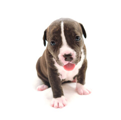 Isolated Staffordshire terrier one-month puppy dog. Sleepy young puppy dog sitting on white blanket. Puppy dog looking at camera with puppy dog eyes. One month puppy dog.
