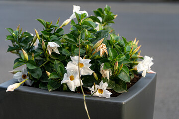 White Mandevilla in the flower pot. White flower.