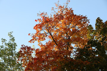 A vivid image of a maple tree with orange leaves shining through in the sun.Bottom - up view of the sky through the branches.Background of autumn