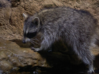 Raccoon gargle Procyon lotor in habitat