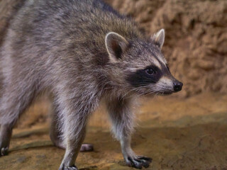Raccoon gargle Procyon lotor in habitat