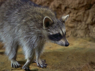 Raccoon gargle Procyon lotor in habitat