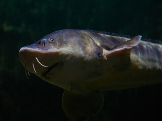 Large sturgeon in natural habitat
