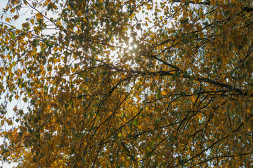 The sun shines through the branches of a tree with autumn foliage