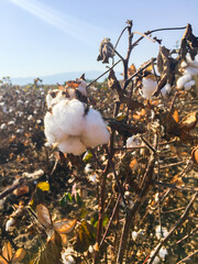 Cotton plant