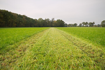 The last cut this year: grassland with a strip of cut grass, in the background a forest in autumn colors
