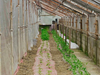 Green House with New Tomato Plants Growing