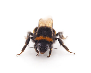 One fluffy bumblebee.
