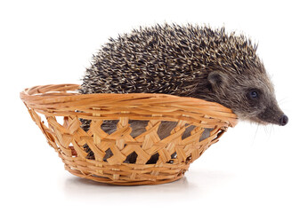 Hedgehog in a basket.
