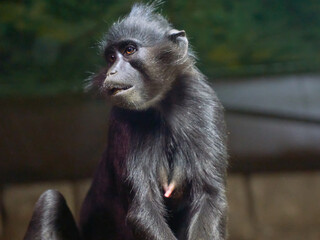Black crested monkey Lophocebus aterrimus