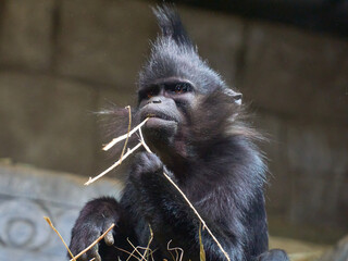 Black crested monkey Lophocebus aterrimus